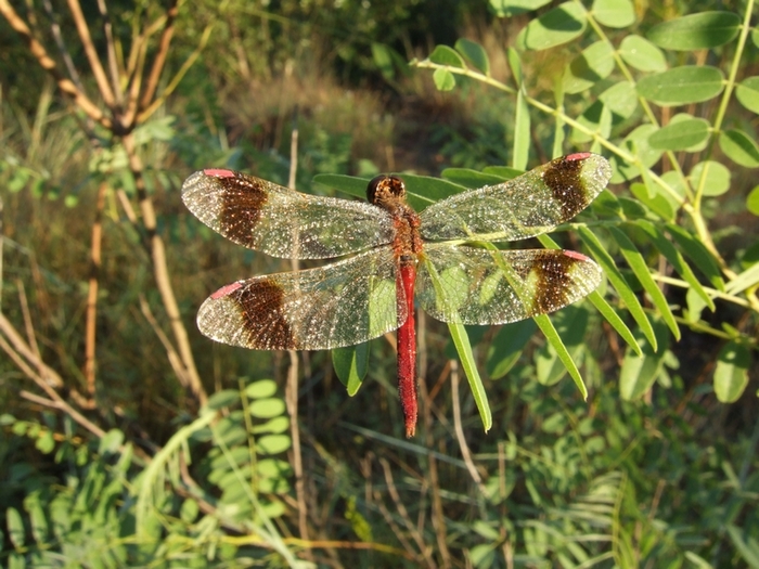 Sympetrum pedemontanum m.